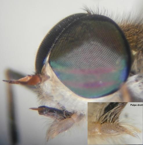 Tabanus promesogaeus